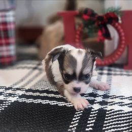 Maria - Sable spotted white female Chihuahua puppy in Goodman, Missouri from Jessica's Dashing Dachsunds and Fancy Frenchies