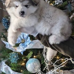 Alaskan Malamute Puppies from Windchaser Kennels