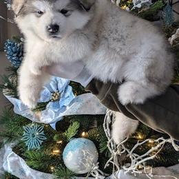 Alaskan Malamute Puppies from Windchaser Kennels