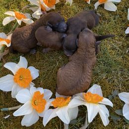 Cockapoo Puppies from Luvin Fur Babies