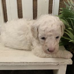 Iris - Parti female Goldendoodle puppy in Haddam, Kansas from Golden B Acres
