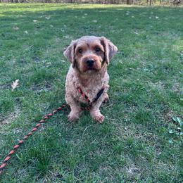 Armani - Red male Havanese puppy in Chaska, Minnesota from Happy Paws Havanese