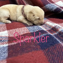Girl 3 - Labrador Retriever puppy in Moyock, North Carolina from Rose Breyer Retrievers