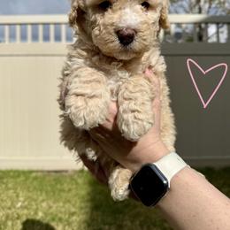 Bernedoodle, Cavalier King Charles Spaniel, and Poodle Puppies from Ellas.Pups (Bernedoodles & Cavapoos)