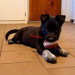 Lady - Black and white female Border Collie puppy in Oroville, California from Coalcyn Kennels