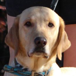 Daisy - Labrador Retriever