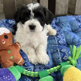Alexander - Black and white male Havanese puppy in Pima County, Arizona from Havanese of the Sonoran Desert