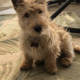 Scottish Terrier Puppies from Santas Scotties