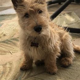 Scottish Terrier Puppies from Santas Scotties