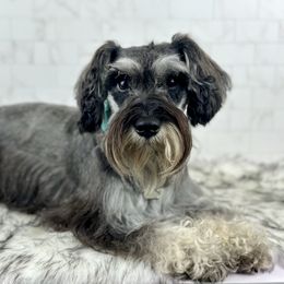 Breeland - Salt and pepper female Miniature Schnauzer puppy in Hockley, Texas from Dixieland Miniature Schnauzers
