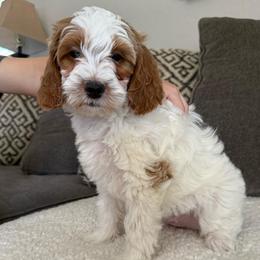 Bailey - Parti female Goldendoodle puppy in Maricopa, Arizona from AZ Designer Goldendoodles