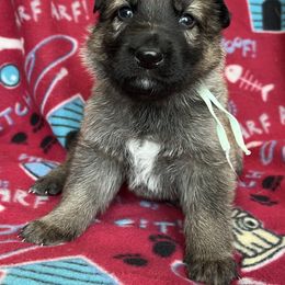 Aqua collar - Sable female German Shepherd puppy in Allentown, Pennsylvania from VMH Shepherds