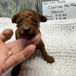 Marvin - Red  male Poodle puppy in Lawrenceburg, Tennessee from LUV Poodles and Maltipoos