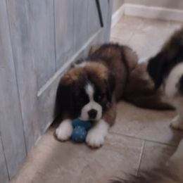 Saint Bernard Puppies from Sweet Carolina Saints