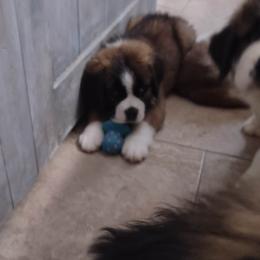 Saint Bernard Puppies from Sweet Carolina Saints