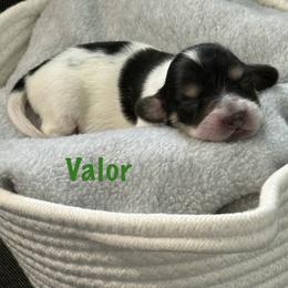 Valor - Piebald male Dachshund puppy in Raleigh, North Carolina from McLovin Doxies