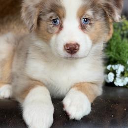 Prissy-has tail-many videos - Red merle female Australian Shepherd puppy in Troy, South Carolina from Australian Shepherds of 3/W Farms