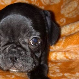 French Bulldogs from Noah’s Park Retreat