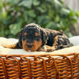 Bourbon - Phantom male Bernedoodle puppy in Pittsburgh, Pennsylvania from WestPenn Doodles LLC