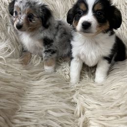 Miniature Australian Shepherd and Toy Australian Shepherd Puppies from Graceful Acres