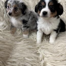Miniature Australian Shepherd and Toy Australian Shepherd Puppies from Graceful Acres