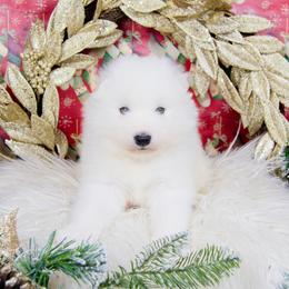 Yuko - White and biscuit male Samoyed puppy in West Jordan, Utah from Rocky Mountain Samoyeds