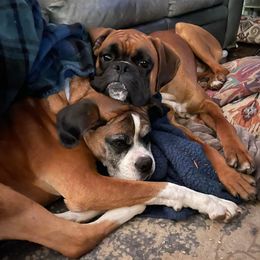 Boxers from Buzzard's Bay Boxers