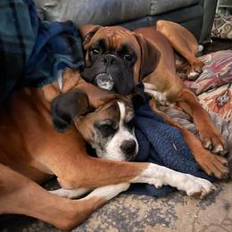 Boxers from Buzzard's Bay Boxers