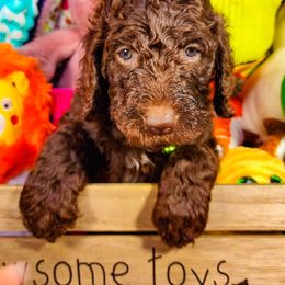 Goldendoodle Puppies from Lucky's Doodlez