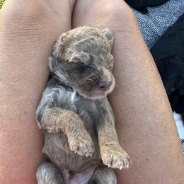 Eugene - Merle male Bernedoodle puppy in Yuba City, California from Ranch House Doodles
