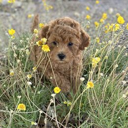 Cavapoo, Goldendoodle, and Poodle Puppies from Desert Valley Doodles