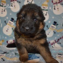 Sky Collar - Black and red male German Shepherd puppy in Orlando, Florida from AceHaven Canines