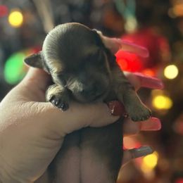 Yam - Cream female Dachshund puppy in Sebring, Florida from Mini Weenies