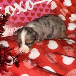 Blue merle lighter - Blue merle female Miniature Australian Shepherd puppy in Graham, North Carolina from Thompson Farm Mini Aussies