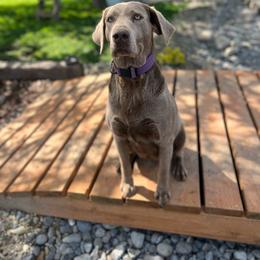 Skye - Dilute Retriever
