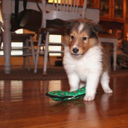 Collie Puppies from Americana Rough Collies