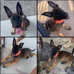 Belgian Malinois, Companion Cross, Russell Terrier, and Yorkshire Terrier Puppies from Working W Kennels