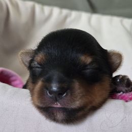 Tillie - Black and tan female Yorkshire Terrier puppy in Greenwood, Wisconsin from Selah and Co.