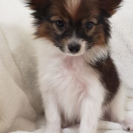 Papillon Puppies from Penny Willow Papillons