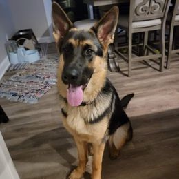 German Shepherd Puppies from Kaiser + Leyna