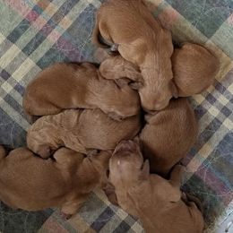 Pumpkin (female 6) - Dark golden female Golden Retriever puppy in Wendell, Minnesota from Floden Farm Golden Retrievers