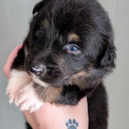 Sleepy - Black tri-color male Australian Shepherd puppy in Georgetown, Texas from River Reign Australian Shepherds
