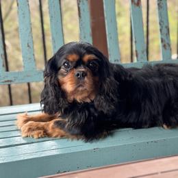 Cavalier King Charles Spaniel puppies from Freeman's Royal Cavaliers