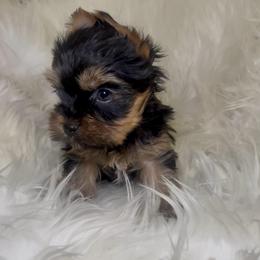 Levi - Black and gold male Yorkshire Terrier puppy in Las Vegas, Nevada from Yorkiepupsntcups