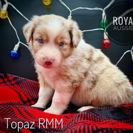 Topaz - Red merle male Australian Shepherd puppy in Petersburg, Indiana from Royal Aussie’s