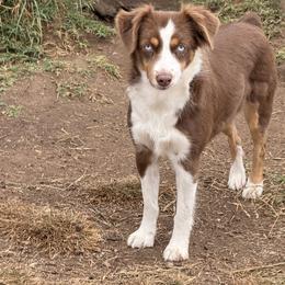 Pistol - Red tri-color female Miniature American Shepherd puppy in Gatesville, Texas from Southern Promise Aussie’s