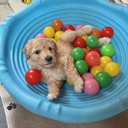 Goldendoodle Puppies from Lundee Doodles