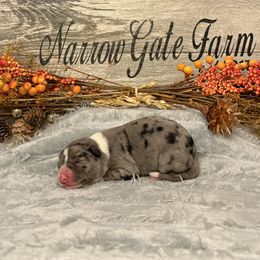Girl 5 - White and blue merle female Border Collie puppy in Moody, Texas from Narrow Gate Farm