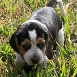 Beagle Puppies from Southern Skye Farm
