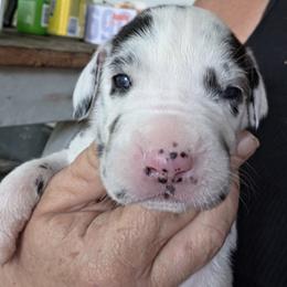 HARLEQUIN FEMALE HOT PINK COLLAR - Harlequin female Great Dane puppy in Hickman, Kentucky from Tidal Wave Danes